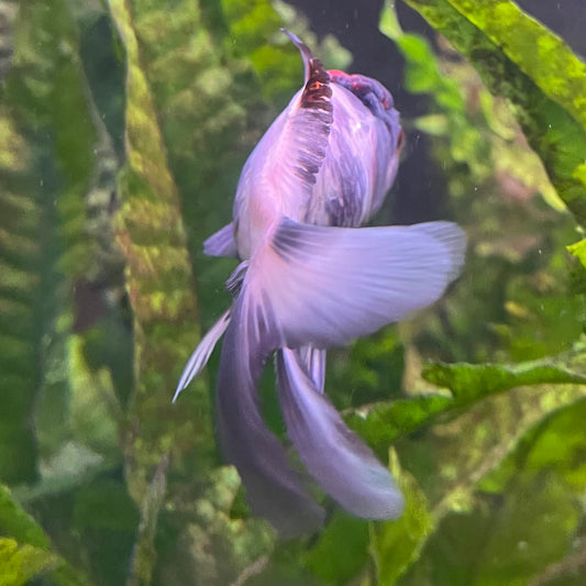 the-fish-farm Goldfish 7 cm Oranda -one only -3 Panda Oranda - The Fish Farm Australia