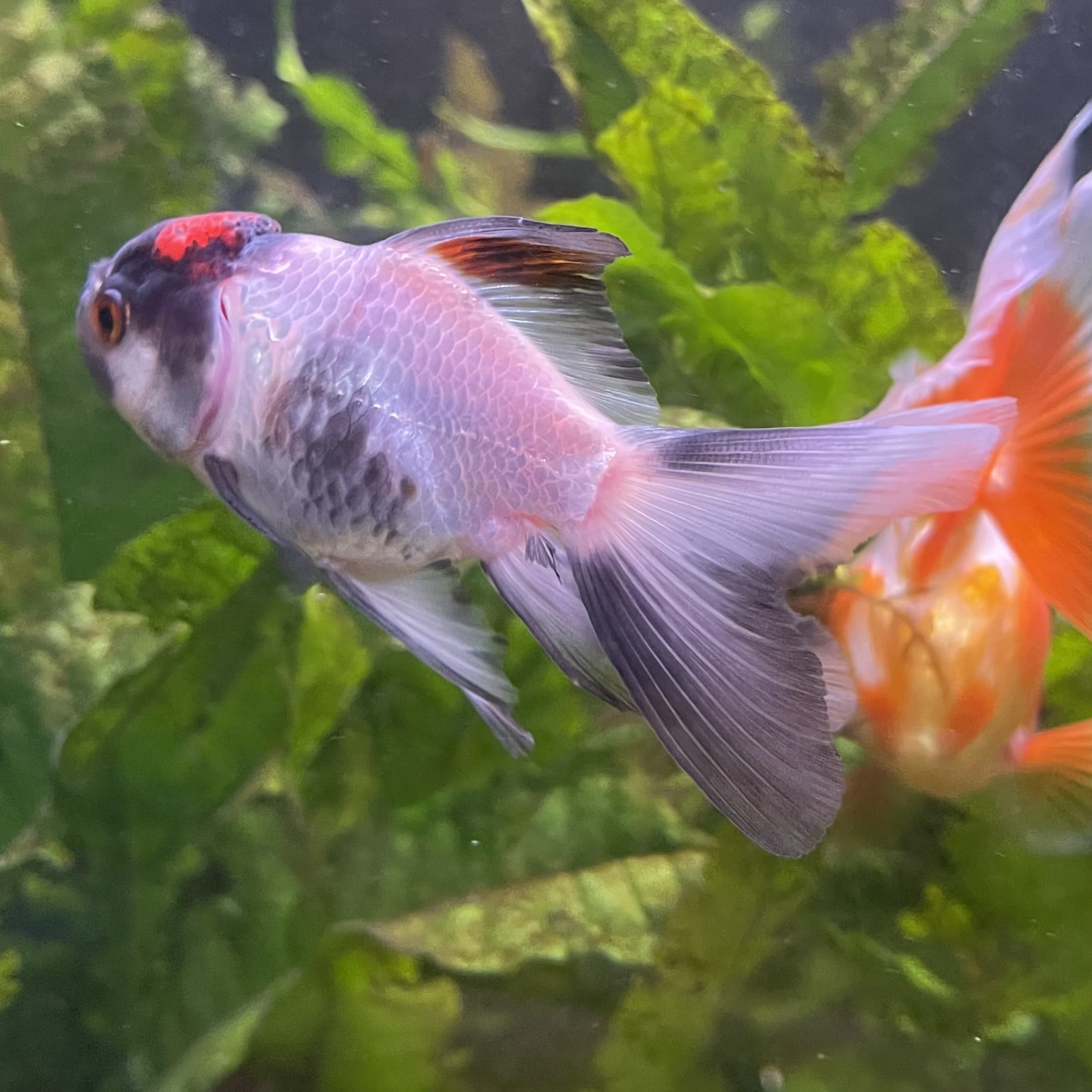the-fish-farm Goldfish 7 cm Oranda -one only -3 Panda Oranda - The Fish Farm Australia