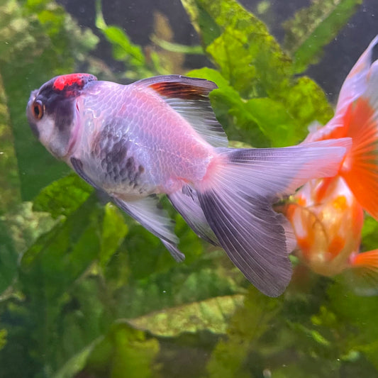the-fish-farm Goldfish 7 cm Oranda -one only -3 Panda Oranda - The Fish Farm Australia