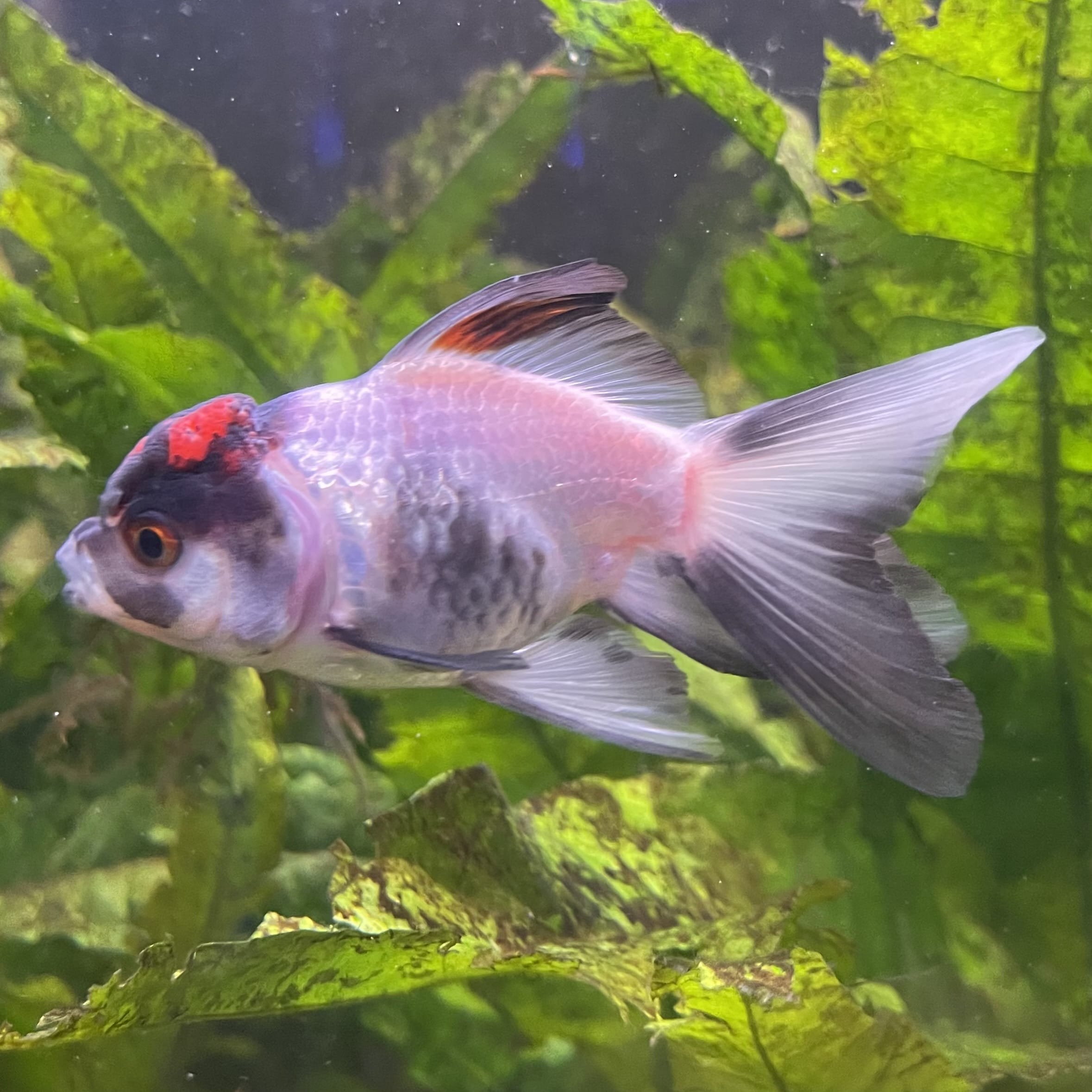 the-fish-farm Goldfish 7 cm Oranda -one only -3 Panda Oranda - The Fish Farm Australia