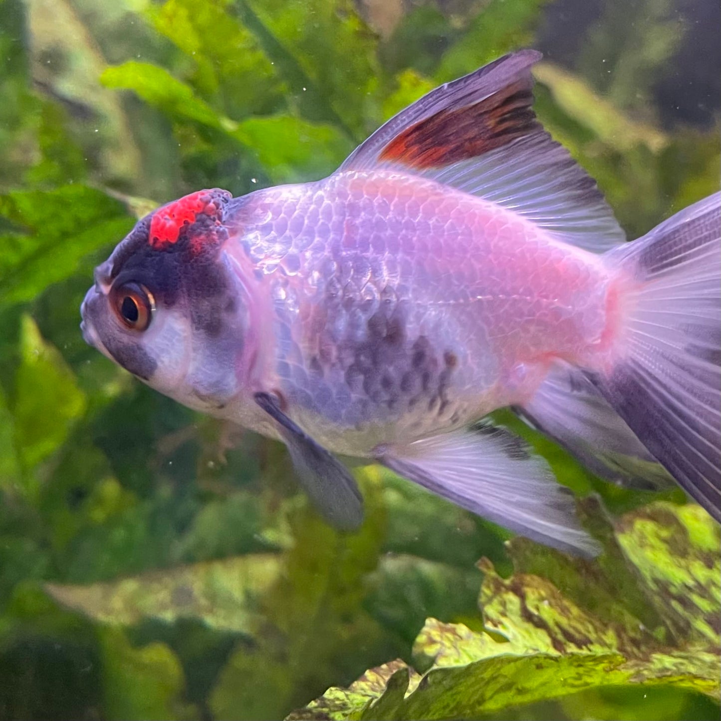 the-fish-farm Goldfish 7 cm Oranda -one only -3 Panda Oranda - The Fish Farm Australia
