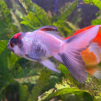the-fish-farm Goldfish 7 cm Oranda -one only -3 Panda Oranda - The Fish Farm Australia