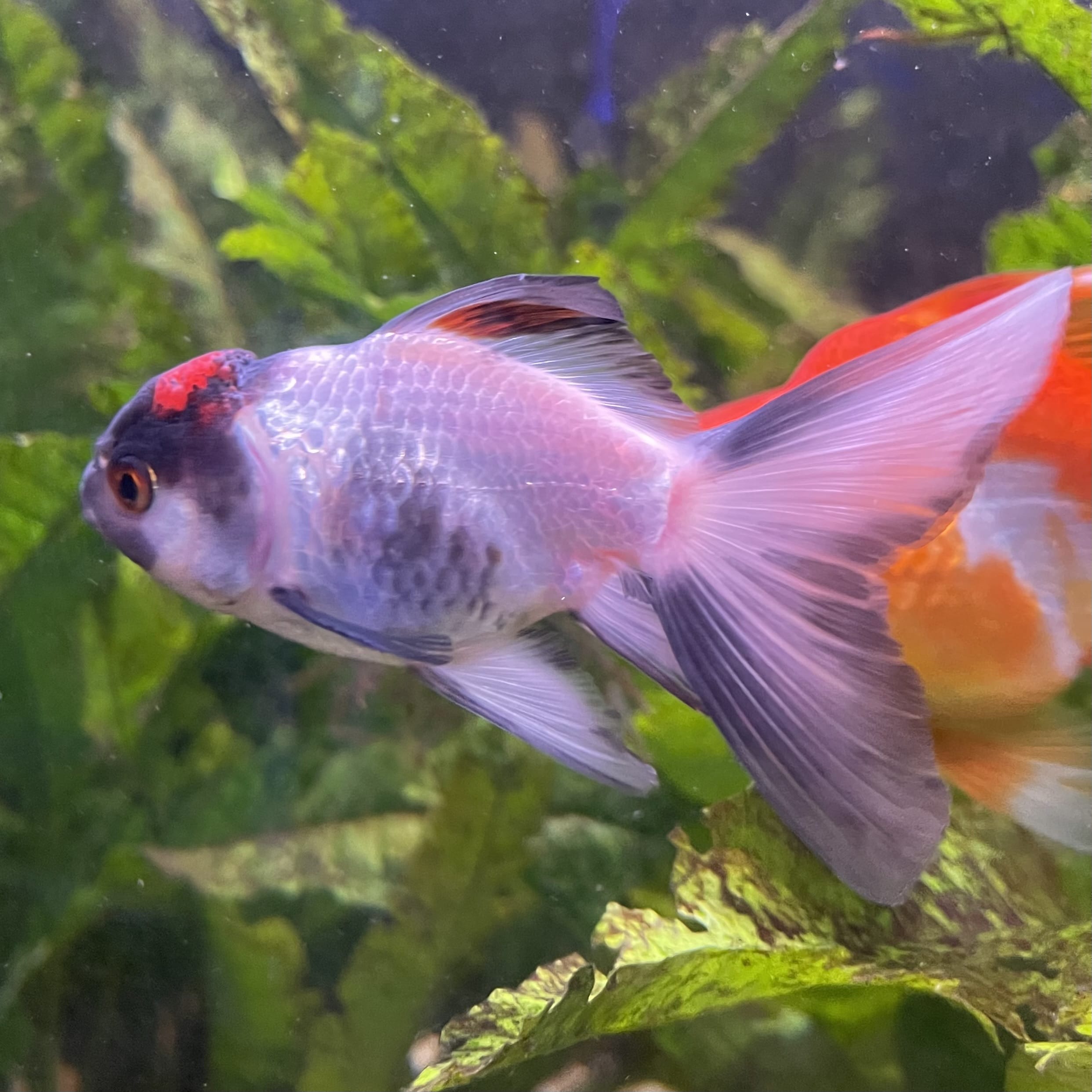 the-fish-farm Goldfish 7 cm Oranda -one only -3 Panda Oranda - The Fish Farm Australia