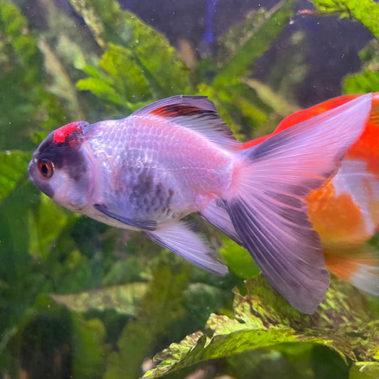 the-fish-farm Goldfish 7 cm Oranda -one only -3 Panda Oranda - The Fish Farm Australia