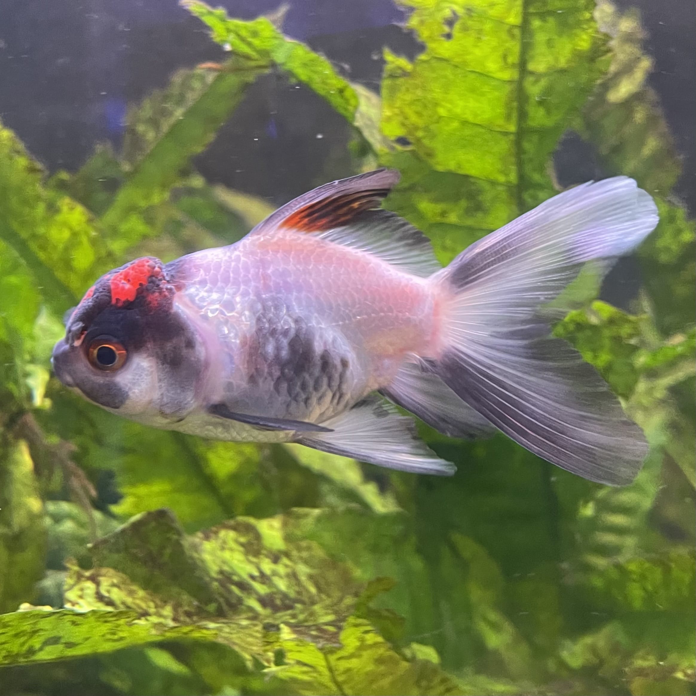 the-fish-farm Goldfish 7 cm Oranda -one only -3 Panda Oranda - The Fish Farm Australia