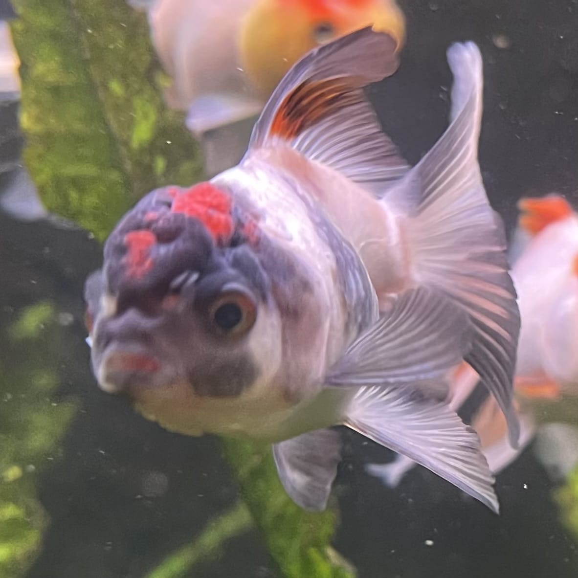 the-fish-farm Goldfish 7 cm Oranda -one only -3 Panda Oranda - The Fish Farm Australia