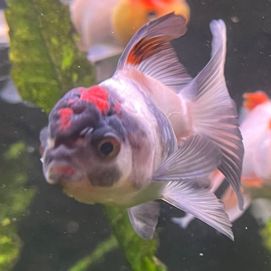 the-fish-farm Goldfish 7 cm Oranda -one only -3 Panda Oranda - The Fish Farm Australia