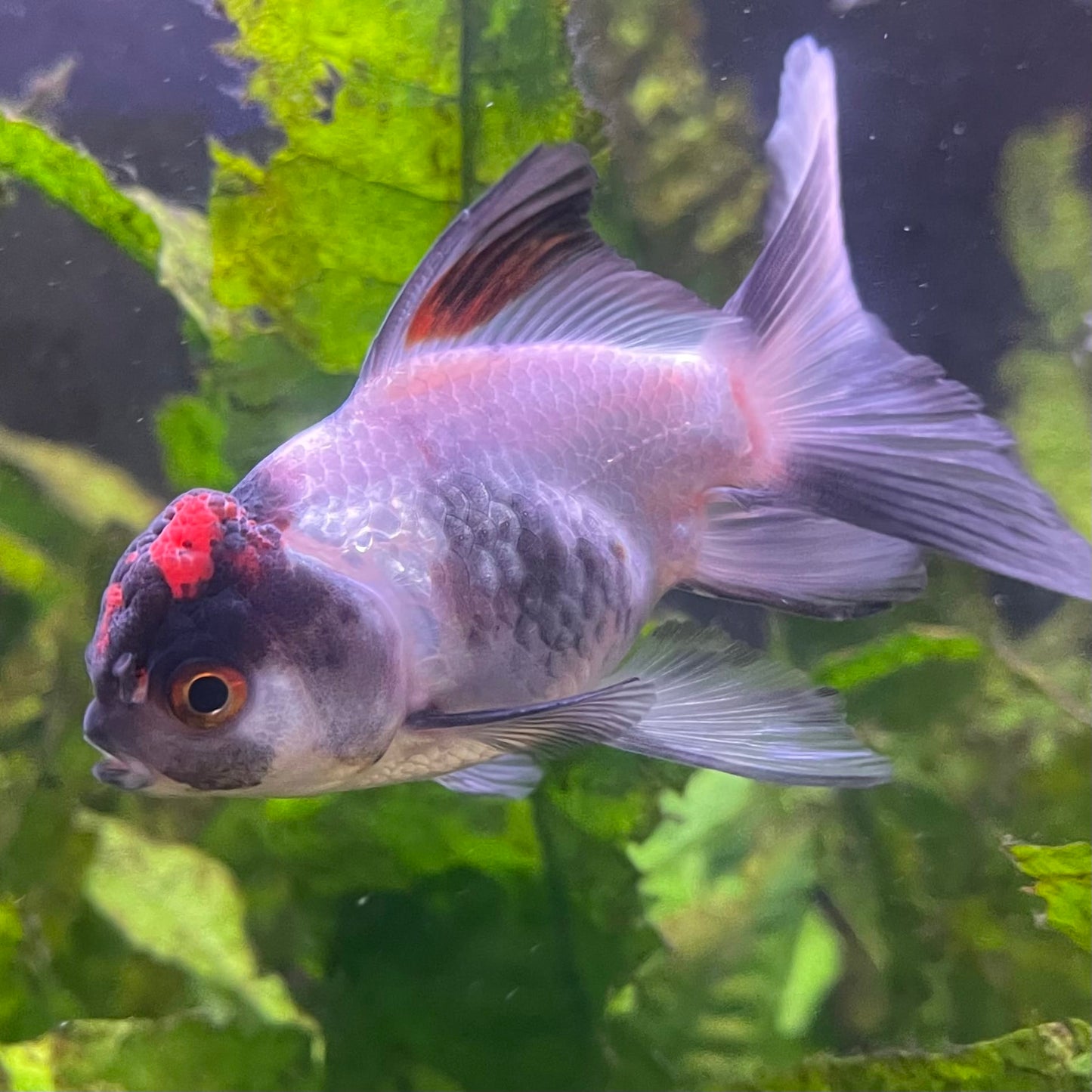 the-fish-farm Goldfish 7 cm Oranda -one only -3 Panda Oranda - The Fish Farm Australia