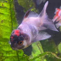 the-fish-farm Goldfish 7 cm Oranda -one only -3 Panda Oranda - The Fish Farm Australia