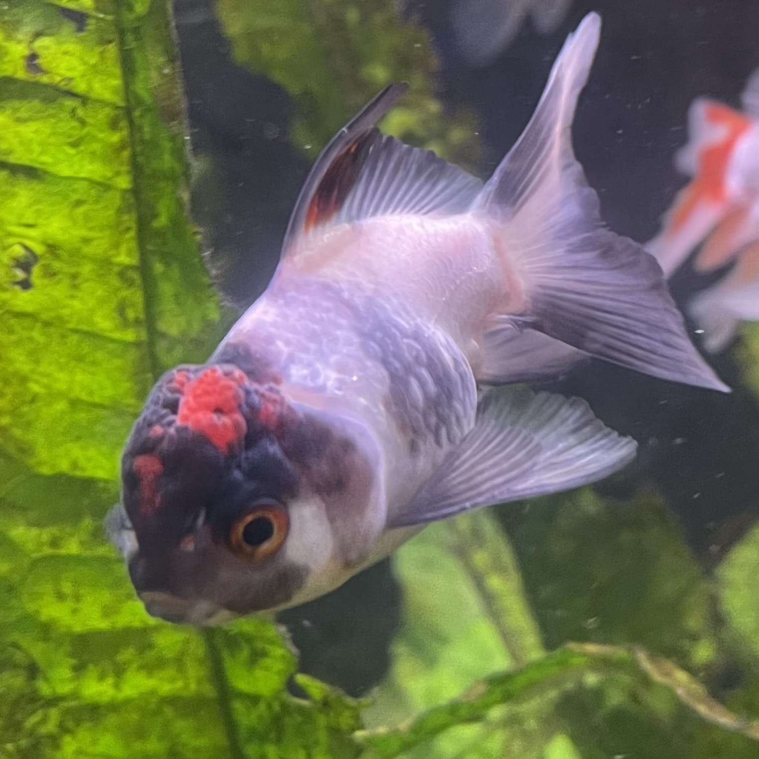 the-fish-farm Goldfish 7 cm Oranda -one only -3 Panda Oranda - The Fish Farm Australia