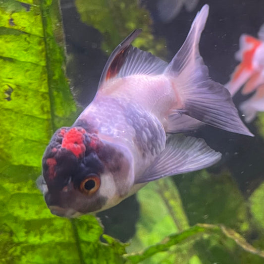 the-fish-farm Goldfish 7 cm Oranda -one only -3 Panda Oranda - The Fish Farm Australia