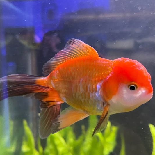 the-fish-farm Goldfish 7 cm Oranda -one only -3 Panda Oranda - The Fish Farm Australia