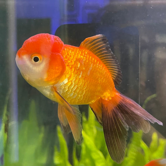 the-fish-farm Goldfish 7 cm Oranda -one only -3 Panda Oranda - The Fish Farm Australia