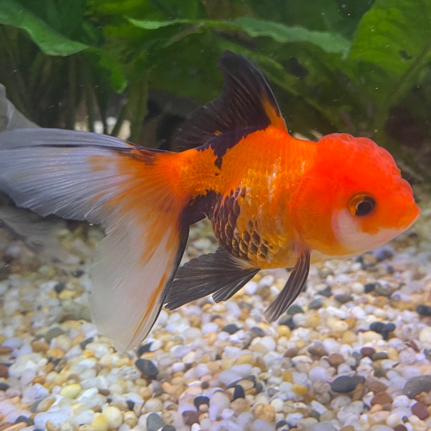 the-fish-farm Goldfish 7 cm Oranda - Tri Colour One Only-1 Tri Colour Oranda - The Fish Farm Australia