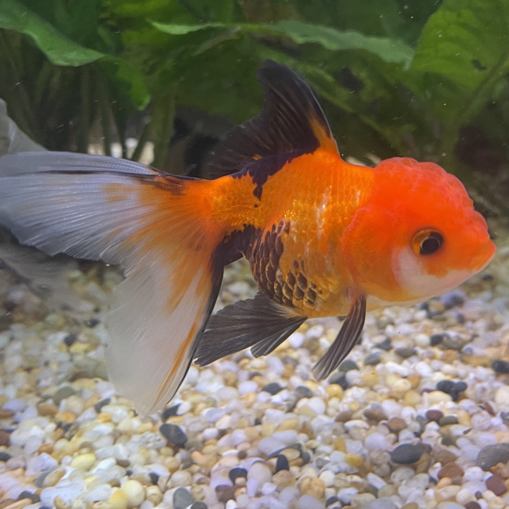 the-fish-farm Goldfish 7 cm Oranda - Tri Colour One Only-1 Tri Colour Oranda - The Fish Farm Australia