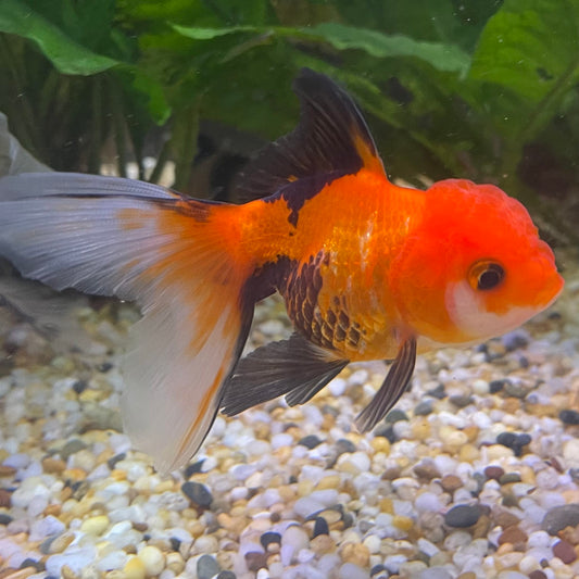 the-fish-farm Goldfish 7 cm Oranda - Tri Colour One Only-1 Tri Colour Oranda - The Fish Farm Australia