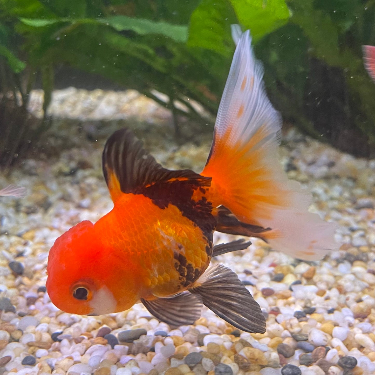 the-fish-farm Goldfish 7 cm Oranda - Tri Colour One Only-1 Tri Colour Oranda - The Fish Farm Australia
