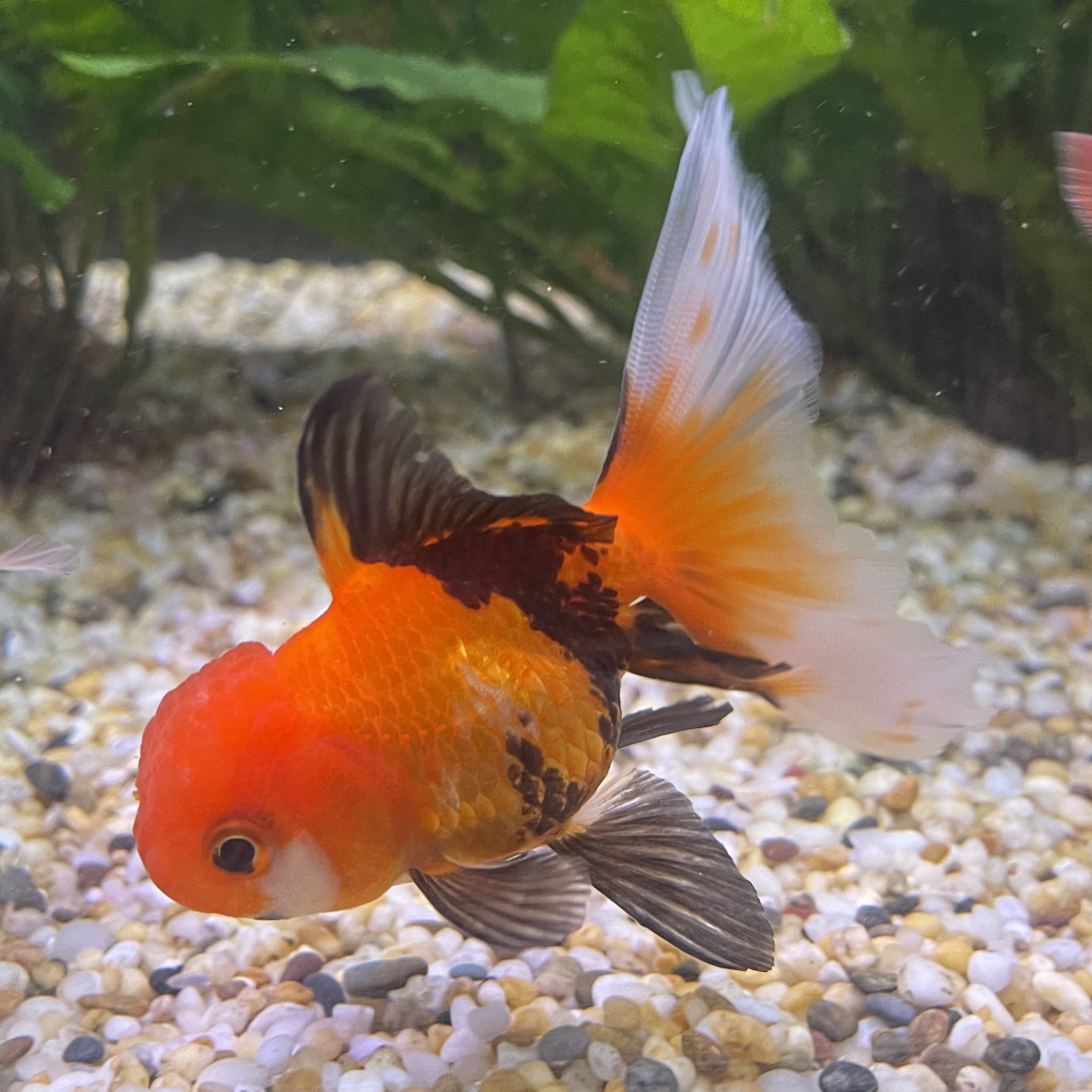 the-fish-farm Goldfish 7 cm Oranda - Tri Colour One Only-1 Tri Colour Oranda - The Fish Farm Australia