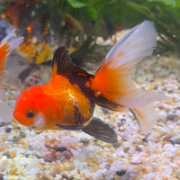 the-fish-farm Goldfish 7 cm Oranda - Tri Colour One Only-1 Tri Colour Oranda - The Fish Farm Australia