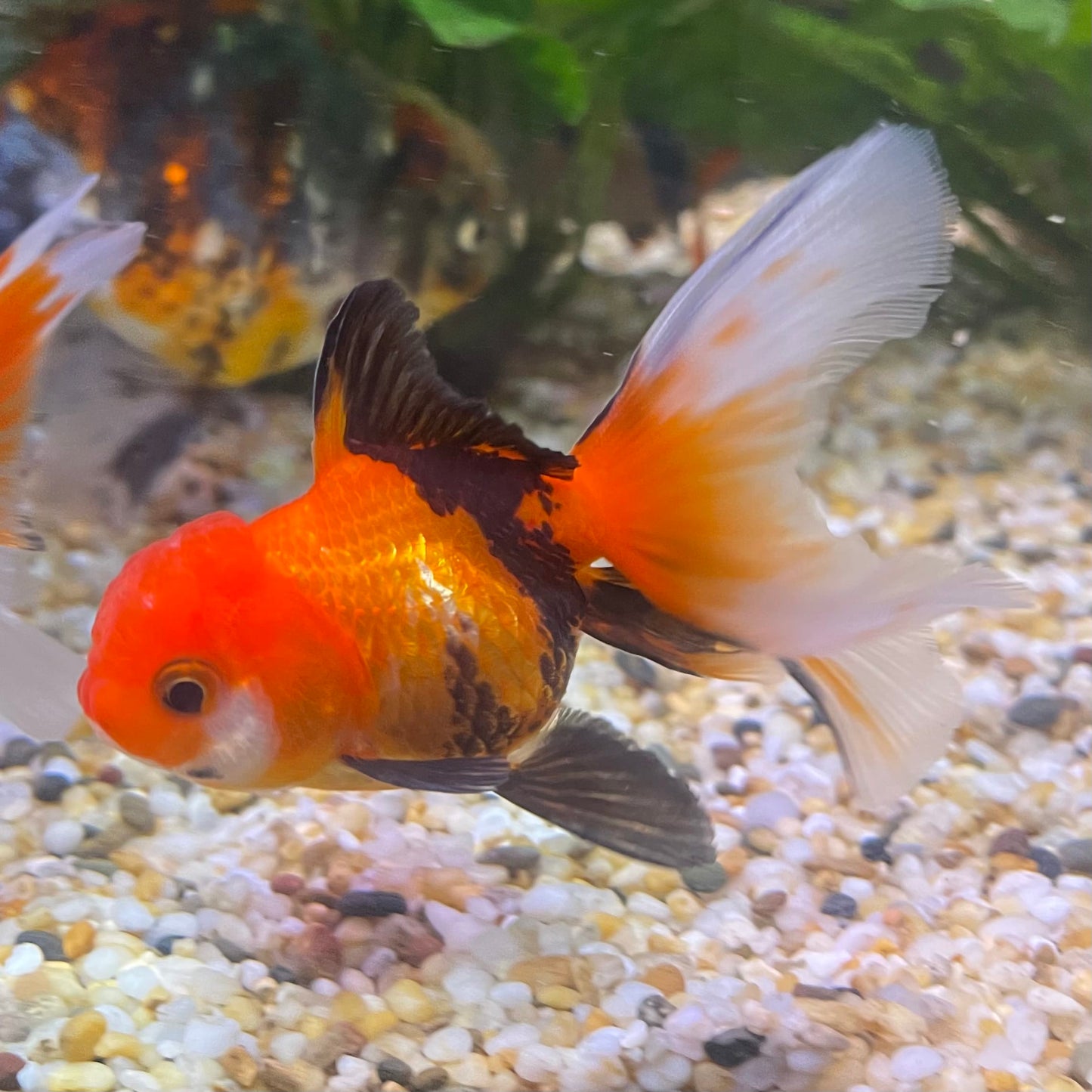 the-fish-farm Goldfish 7 cm Oranda - Tri Colour One Only-1 Tri Colour Oranda - The Fish Farm Australia