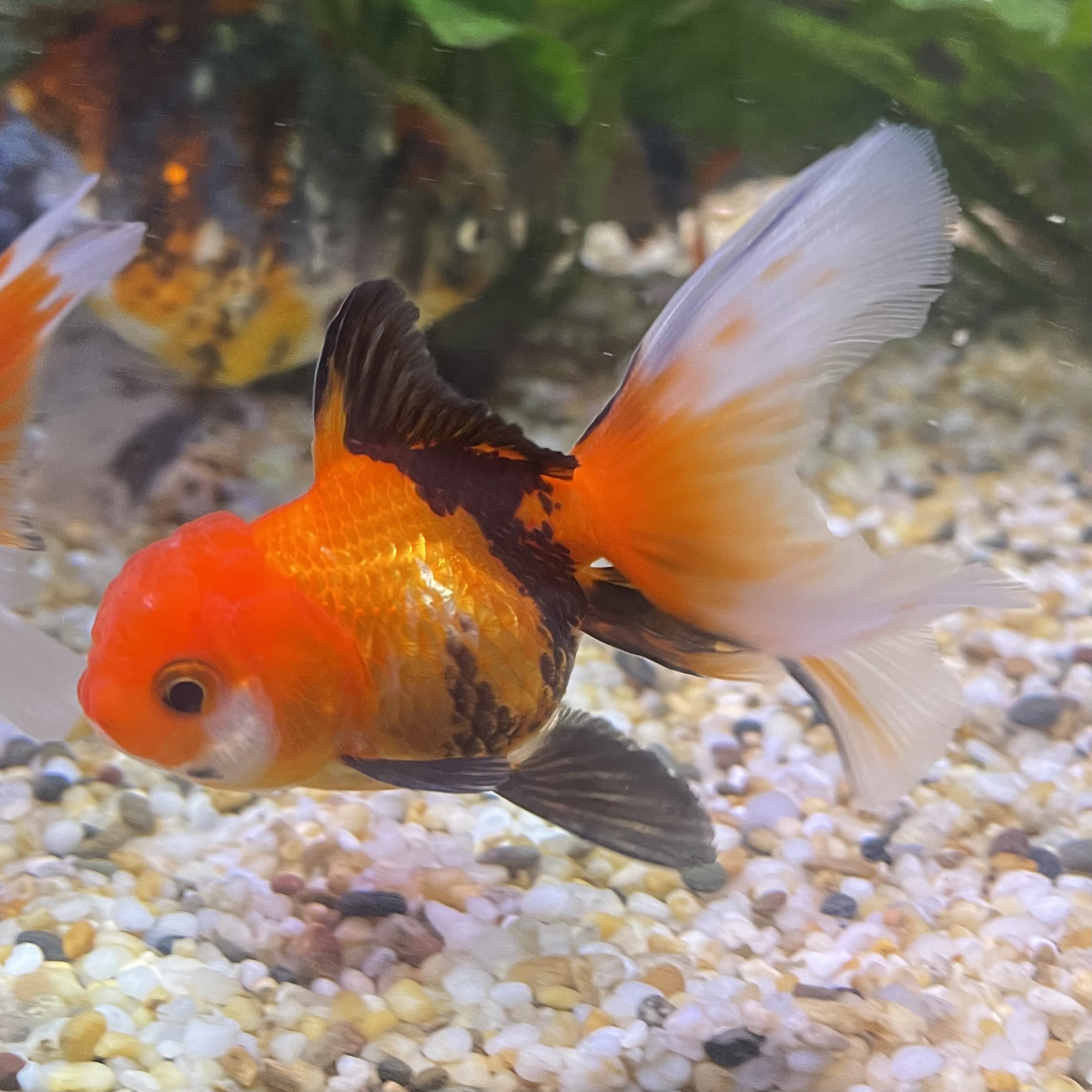 the-fish-farm Goldfish 7 cm Oranda - Tri Colour One Only-1 Tri Colour Oranda - The Fish Farm Australia