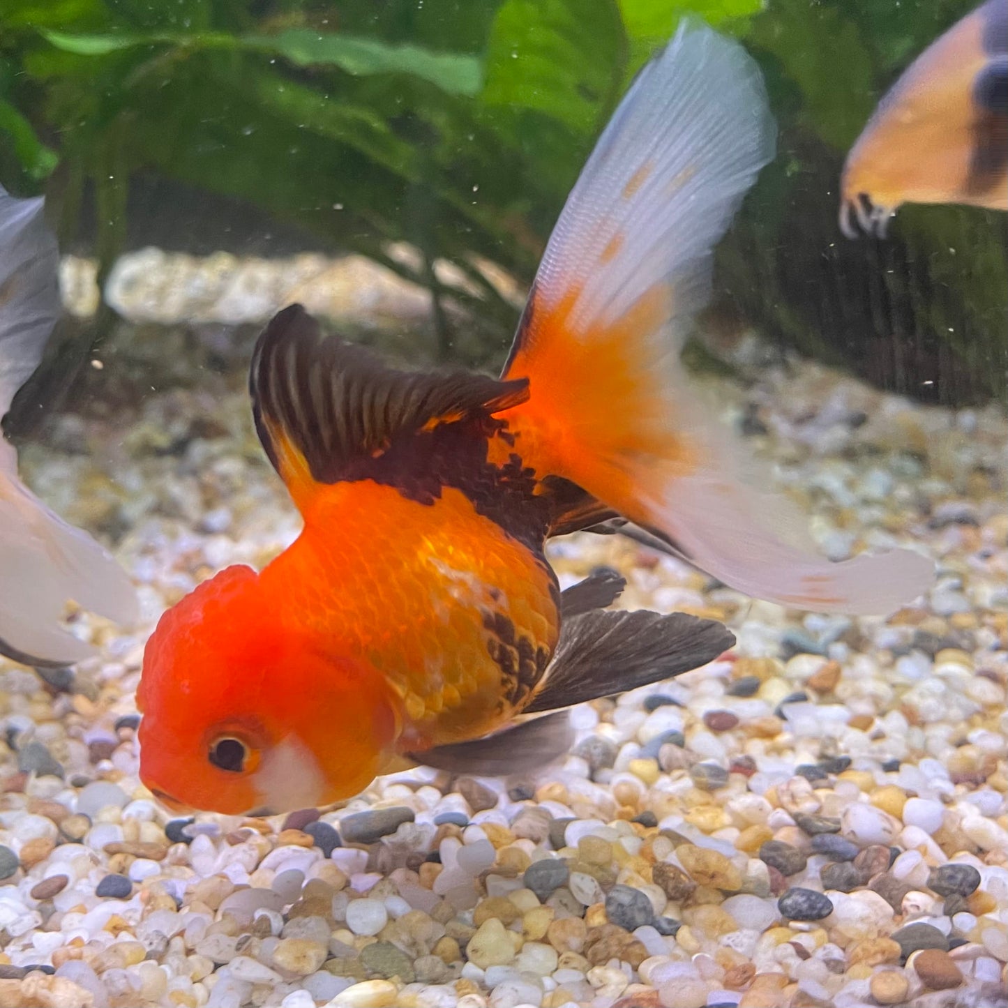 the-fish-farm Goldfish 7 cm Oranda - Tri Colour One Only-1 Tri Colour Oranda - The Fish Farm Australia