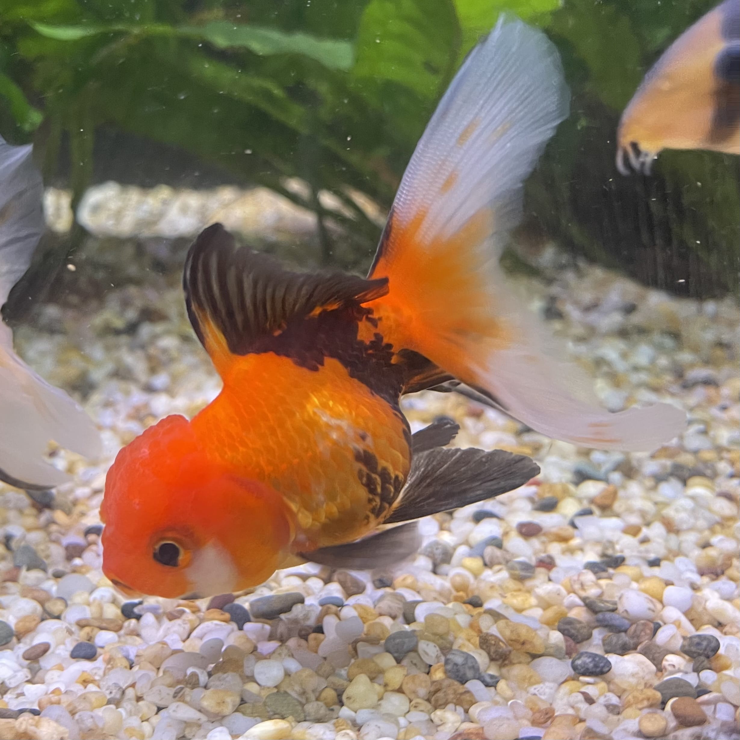 the-fish-farm Goldfish 7 cm Oranda - Tri Colour One Only-1 Tri Colour Oranda - The Fish Farm Australia