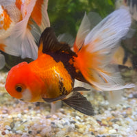 the-fish-farm Goldfish 7 cm Oranda - Tri Colour One Only-1 Tri Colour Oranda - The Fish Farm Australia