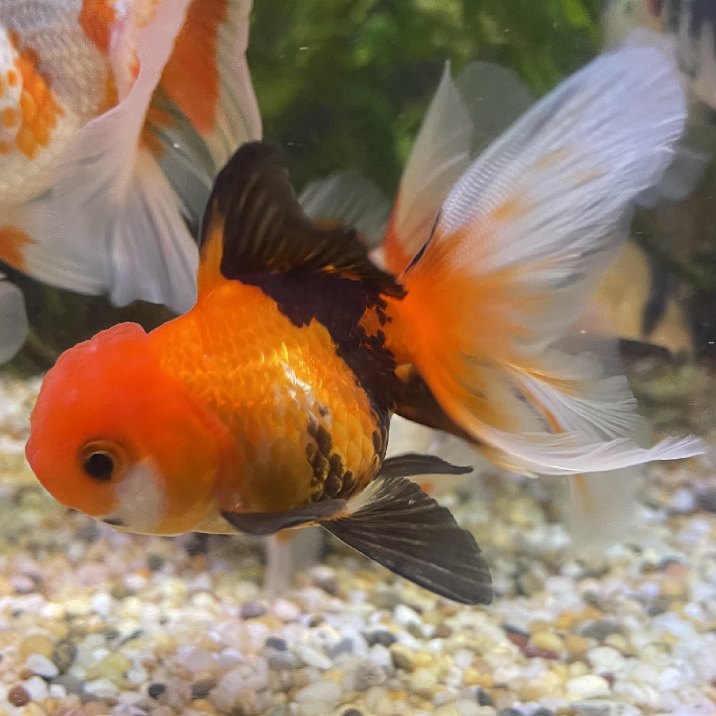 the-fish-farm Goldfish 7 cm Oranda - Tri Colour One Only-1 Tri Colour Oranda - The Fish Farm Australia