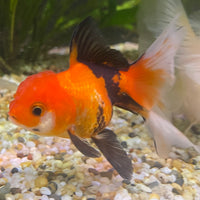 the-fish-farm Goldfish 7 cm Oranda - Tri Colour One Only-1 Tri Colour Oranda - The Fish Farm Australia