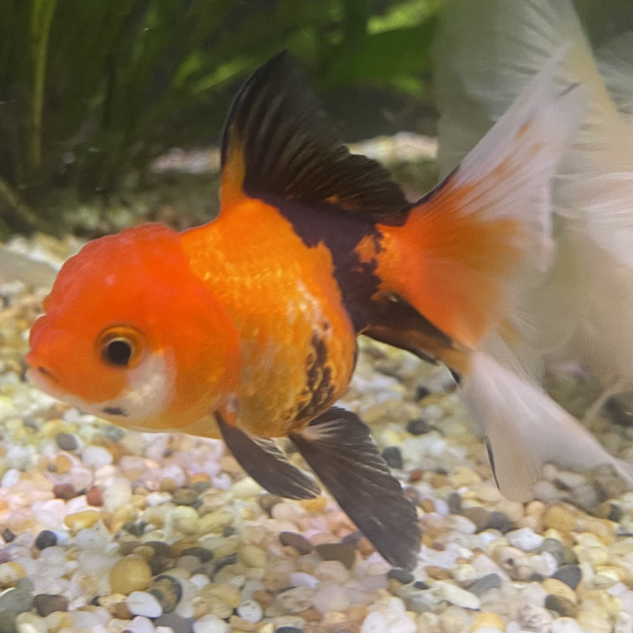 the-fish-farm Goldfish 7 cm Oranda - Tri Colour One Only-1 Tri Colour Oranda - The Fish Farm Australia