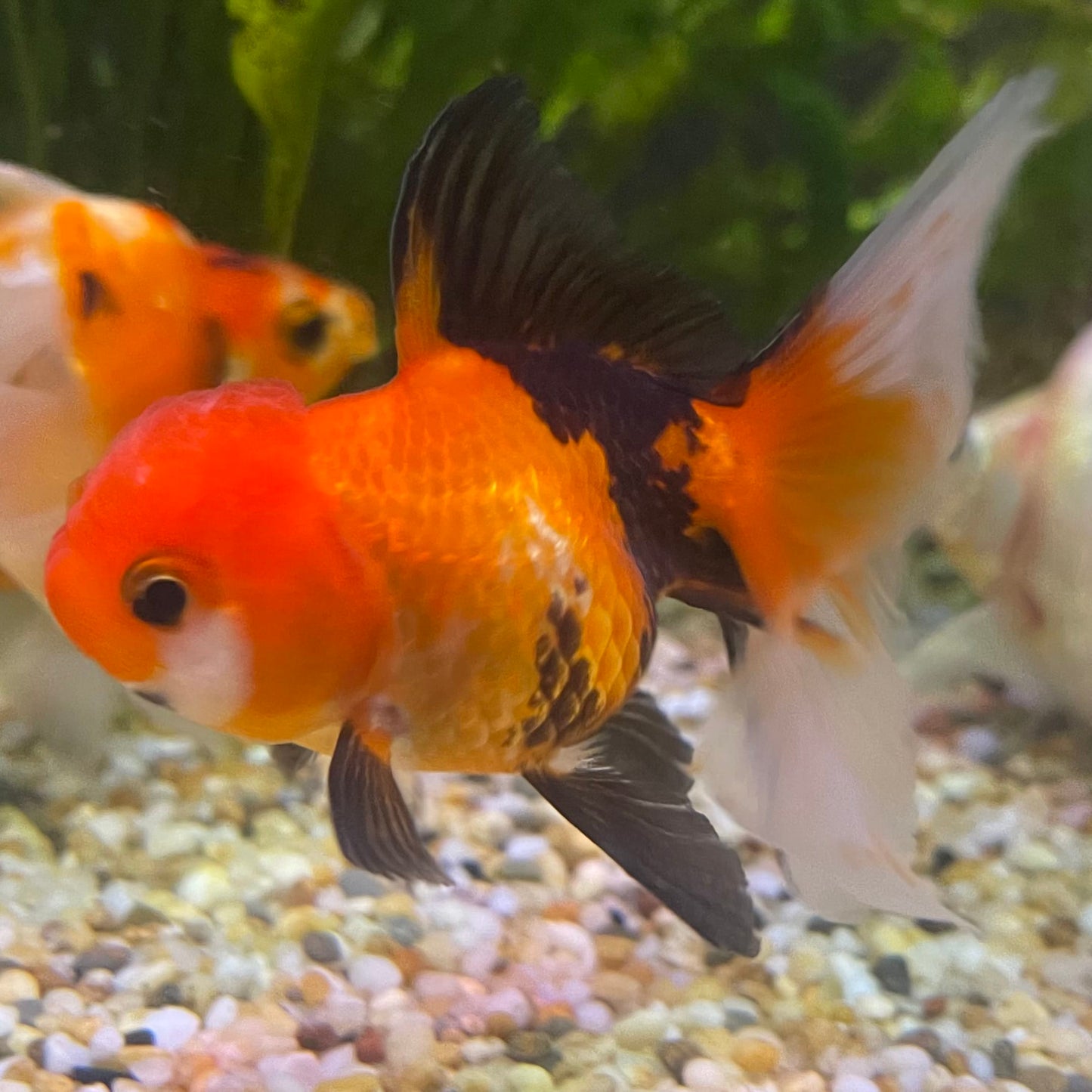 the-fish-farm Goldfish 7 cm Oranda - Tri Colour One Only-1 Tri Colour Oranda - The Fish Farm Australia