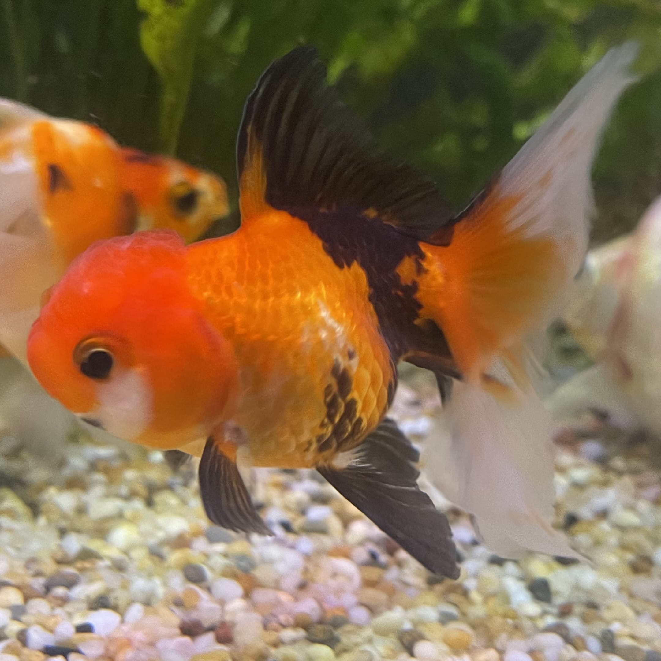 the-fish-farm Goldfish 7 cm Oranda - Tri Colour One Only-1 Tri Colour Oranda - The Fish Farm Australia