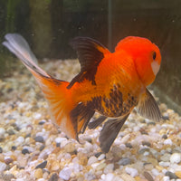 the-fish-farm Goldfish 7 cm Oranda - Tri Colour One Only-1 Tri Colour Oranda - The Fish Farm Australia