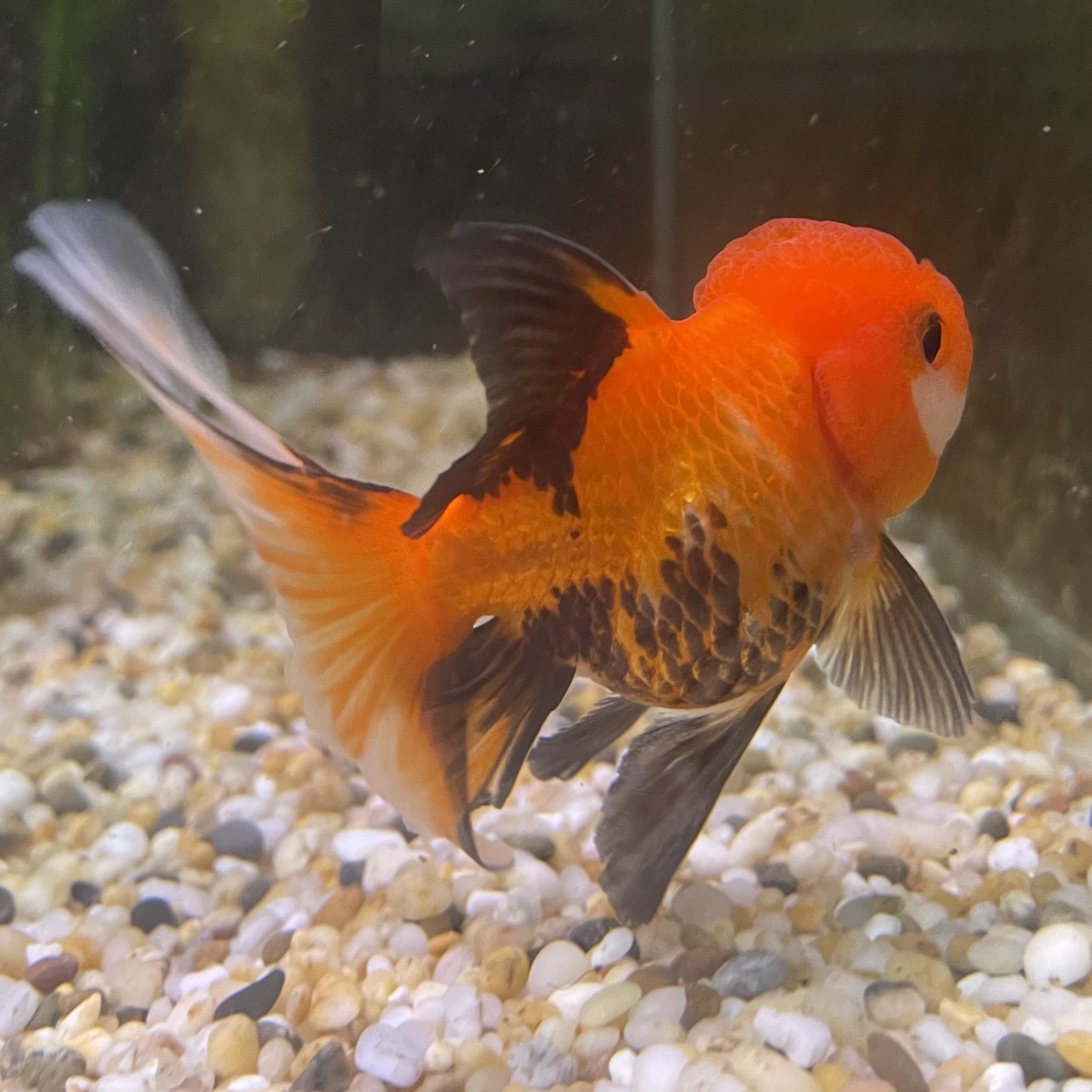the-fish-farm Goldfish 7 cm Oranda - Tri Colour One Only-1 Tri Colour Oranda - The Fish Farm Australia
