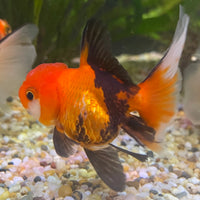 the-fish-farm Goldfish 7 cm Oranda - Tri Colour One Only-1 Tri Colour Oranda - The Fish Farm Australia