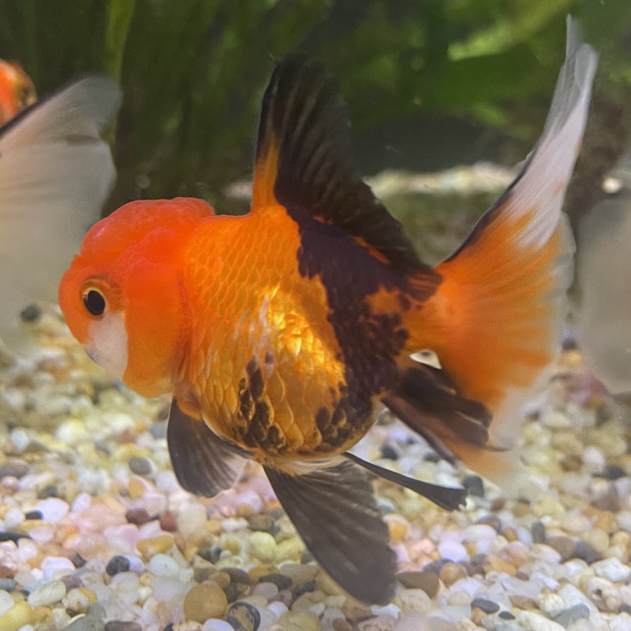 the-fish-farm Goldfish 7 cm Oranda - Tri Colour One Only-1 Tri Colour Oranda - The Fish Farm Australia