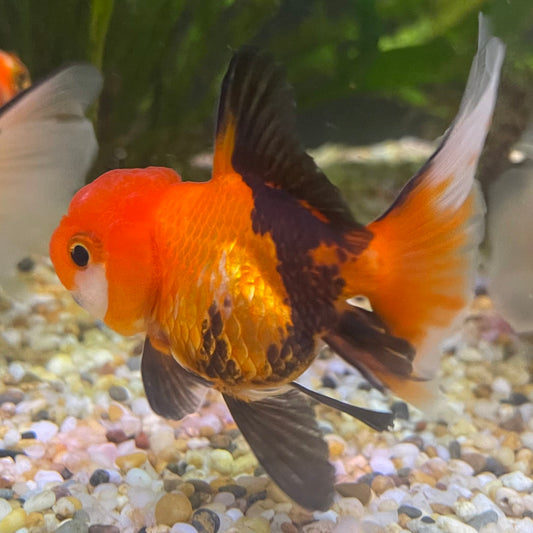 the-fish-farm Goldfish 7 cm Oranda - Tri Colour One Only-1 Tri Colour Oranda - The Fish Farm Australia