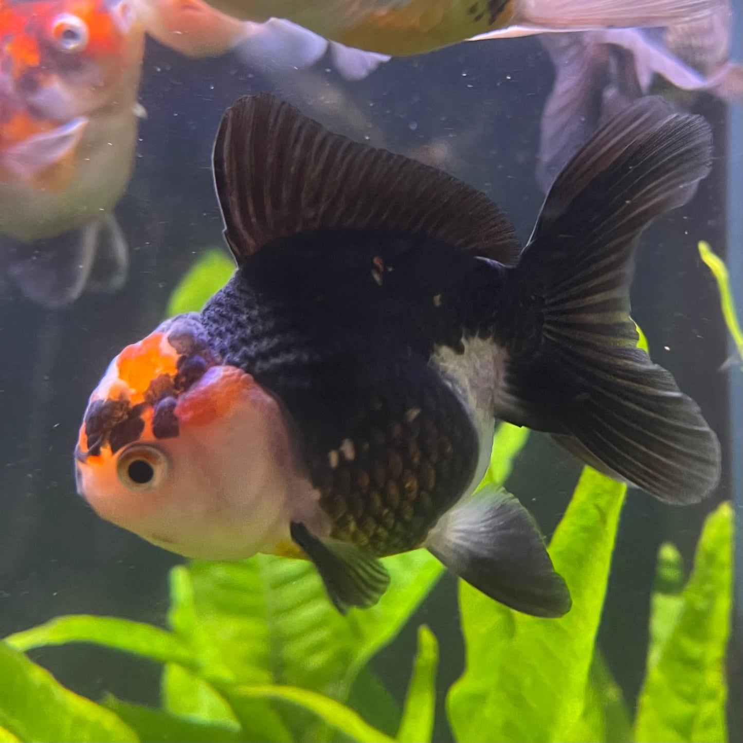the-fish-farm Goldfish 7 cm Oranda - Tri Colour One Only-1 Tri Colour Oranda - The Fish Farm Australia