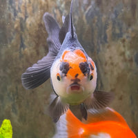 the-fish-farm Goldfish 7 cm Oranda - Tri Colour One Only-1 Tri Colour Oranda - The Fish Farm Australia