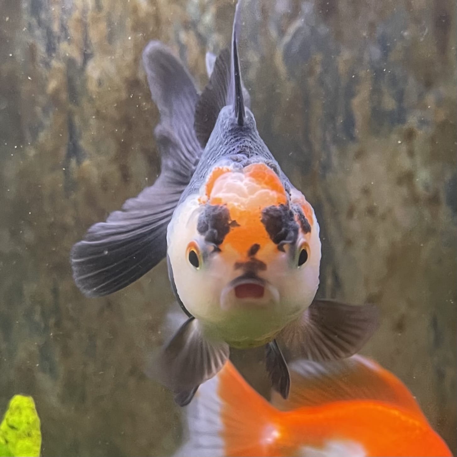 the-fish-farm Goldfish 7 cm Oranda - Tri Colour One Only-1 Tri Colour Oranda - The Fish Farm Australia
