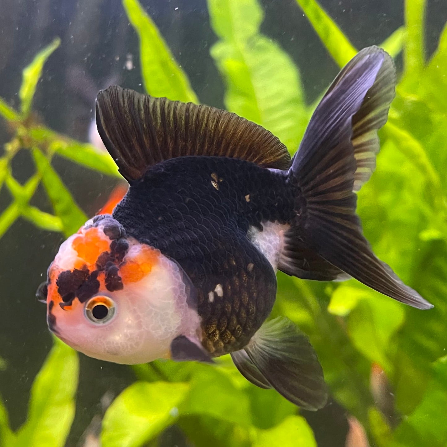 the-fish-farm Goldfish 7 cm Oranda - Tri Colour One Only-1 Tri Colour Oranda - The Fish Farm Australia