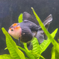 the-fish-farm Goldfish 7 cm Oranda - Tri Colour One Only-1 Tri Colour Oranda - The Fish Farm Australia