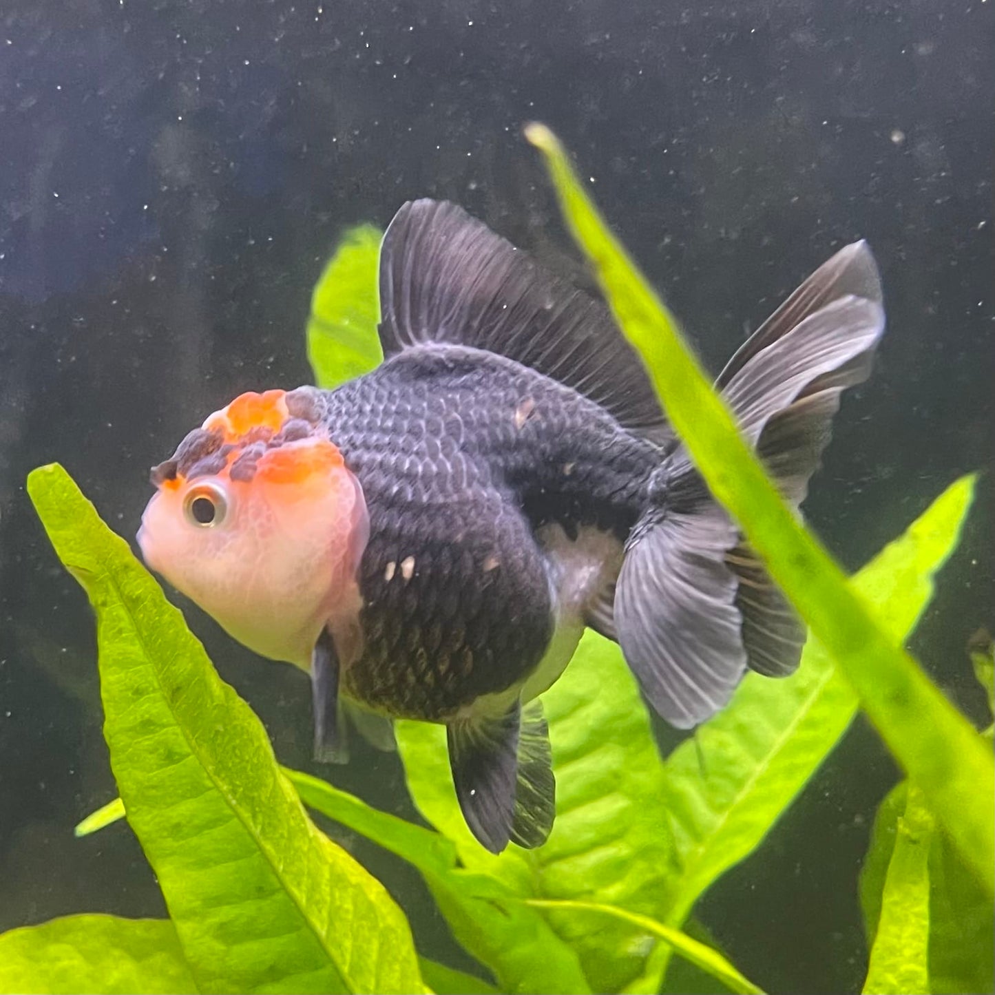 the-fish-farm Goldfish 7 cm Oranda - Tri Colour One Only-1 Tri Colour Oranda - The Fish Farm Australia