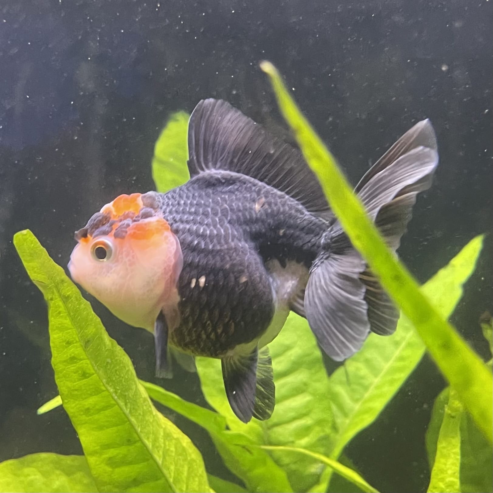 the-fish-farm Goldfish 7 cm Oranda - Tri Colour One Only-1 Tri Colour Oranda - The Fish Farm Australia
