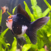 the-fish-farm Goldfish 7 cm Oranda - Tri Colour One Only-1 Tri Colour Oranda - The Fish Farm Australia