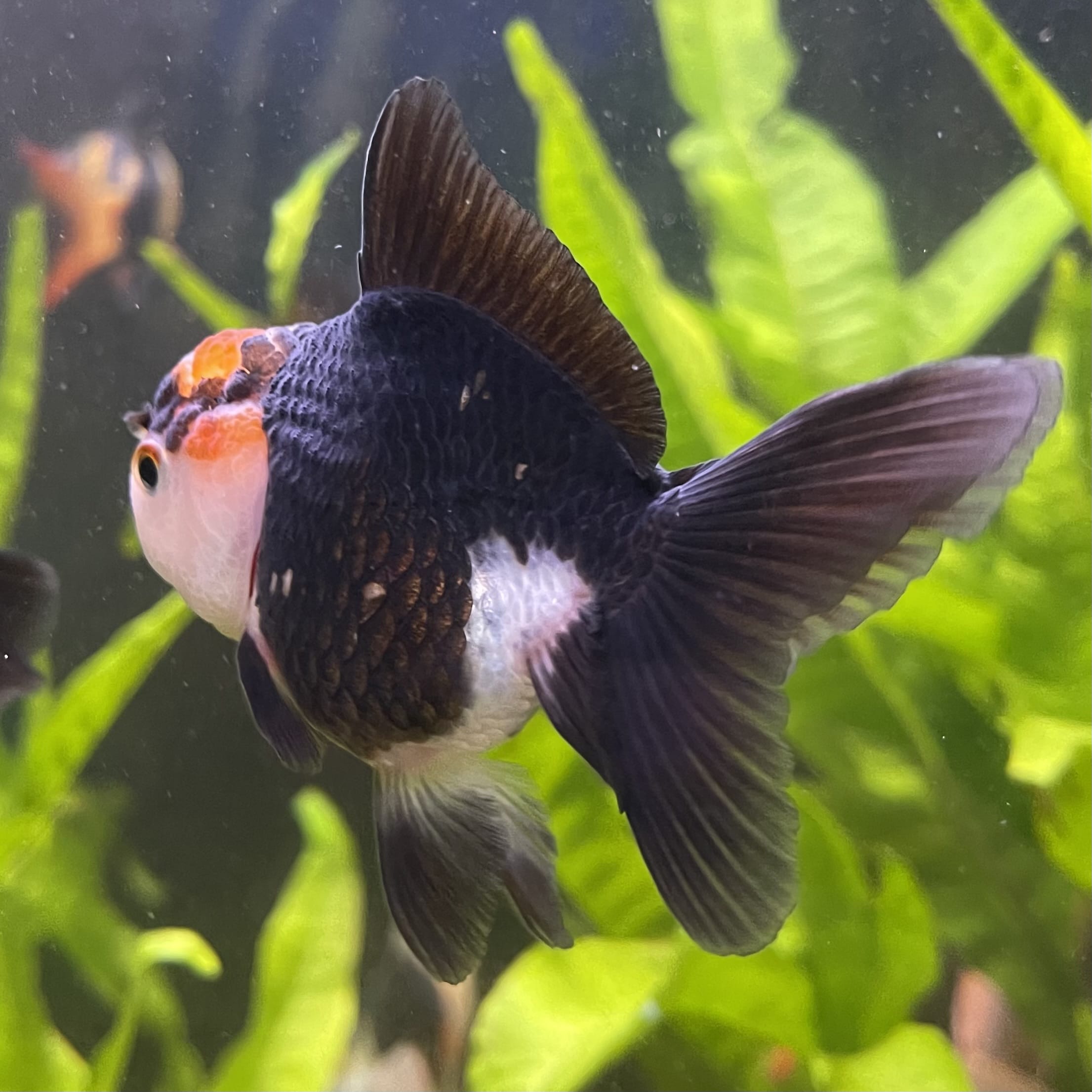 the-fish-farm Goldfish 7 cm Oranda - Tri Colour One Only-1 Tri Colour Oranda - The Fish Farm Australia