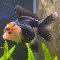 the-fish-farm Goldfish 7 cm Oranda - Tri Colour One Only-1 Tri Colour Oranda - The Fish Farm Australia