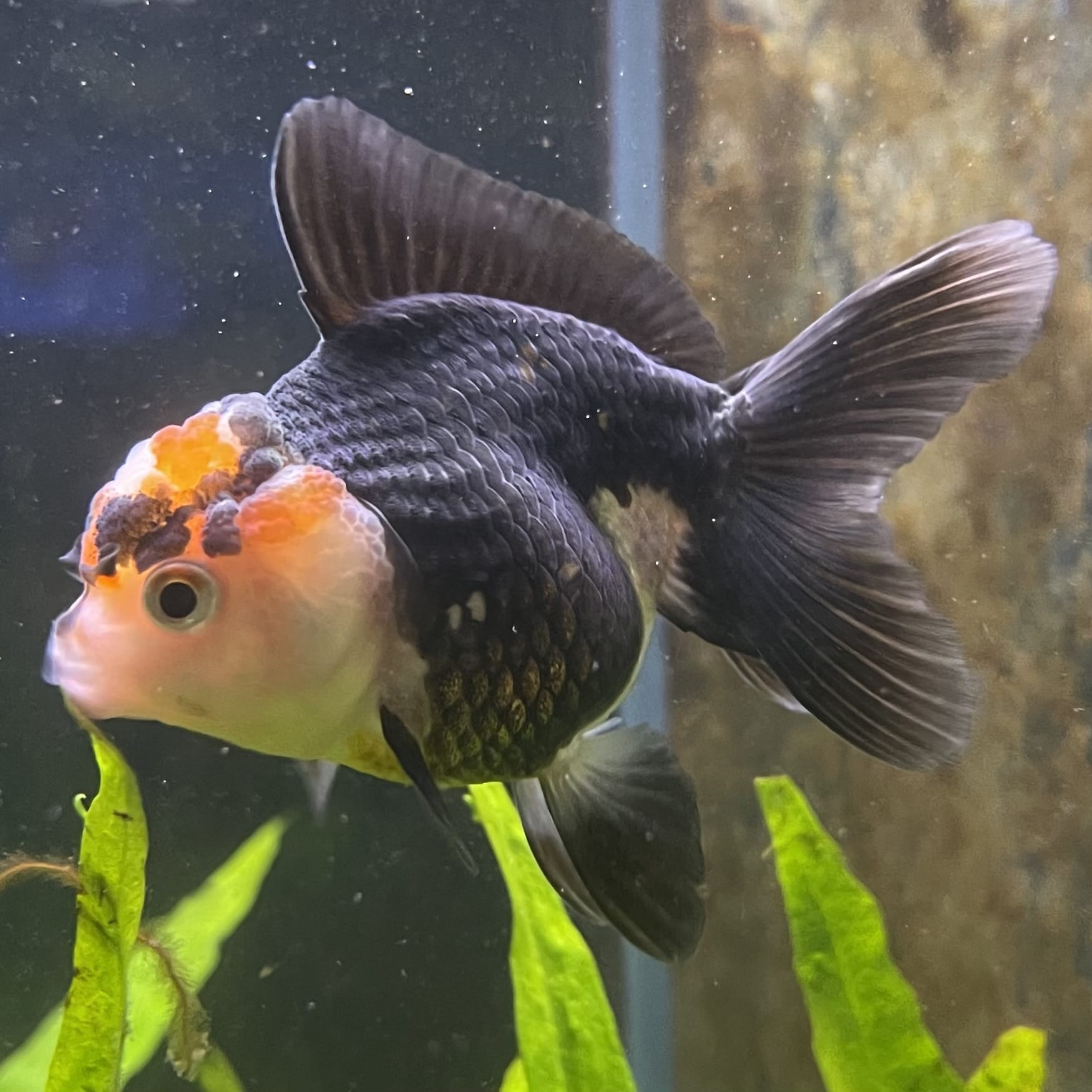 the-fish-farm Goldfish 7 cm Oranda - Tri Colour One Only-1 Tri Colour Oranda - The Fish Farm Australia