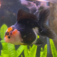 the-fish-farm Goldfish 7 cm Oranda - Tri Colour One Only-1 Tri Colour Oranda - The Fish Farm Australia